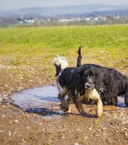 What dog breeds are the cleanest?