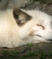 Can a dog and a fox breed?