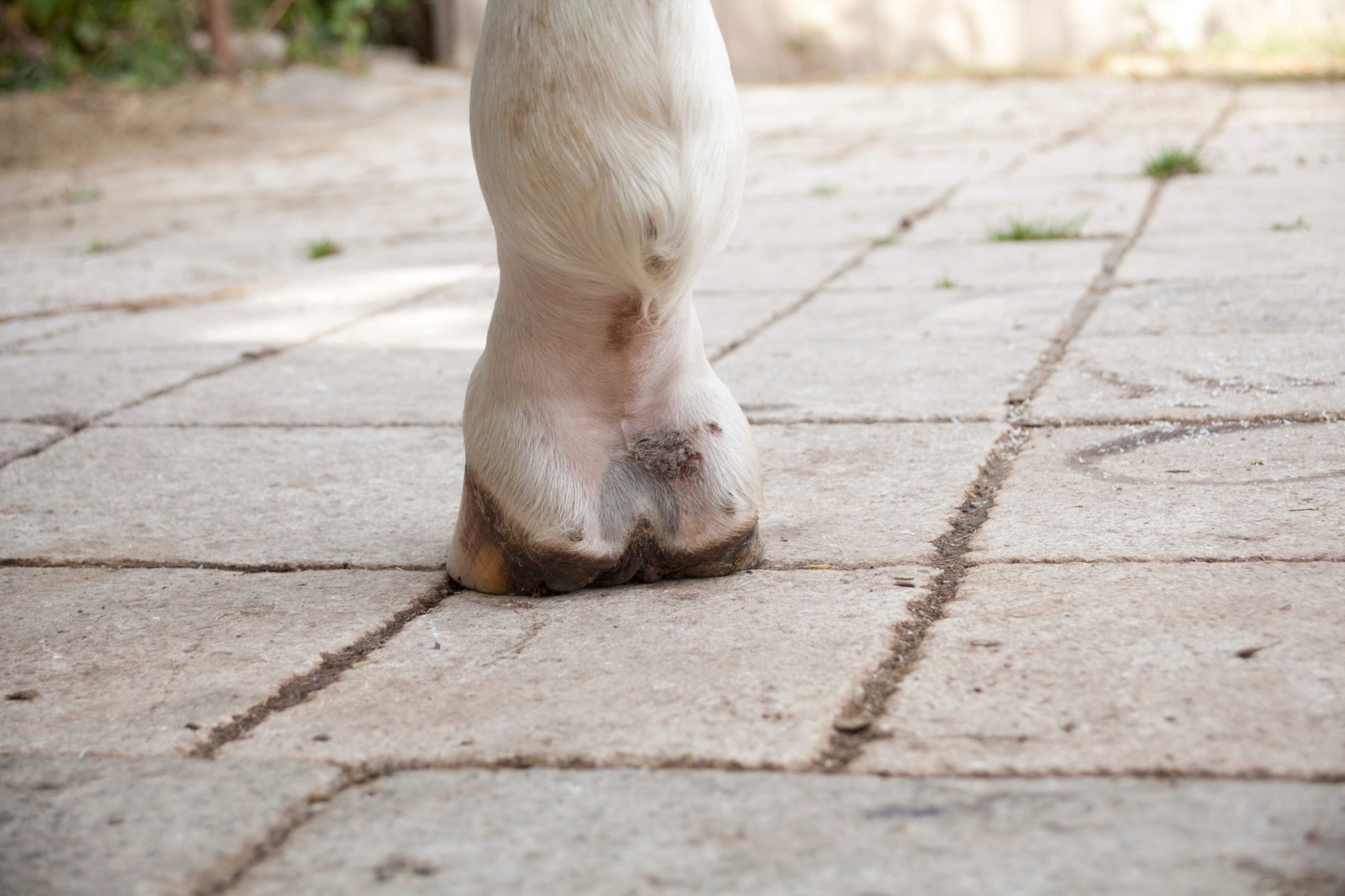 Horse with pastern dermatitis lesion