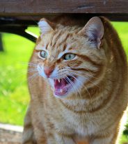 Why is my cat afraid all the time?
