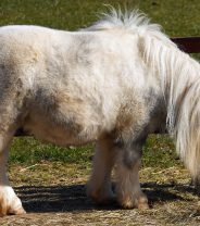 Should I exercise my laminitic horse?