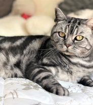 Why does my cat poop on my bed?