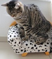 Why do cats hump?