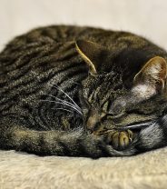Why is my cat quieter than usual?