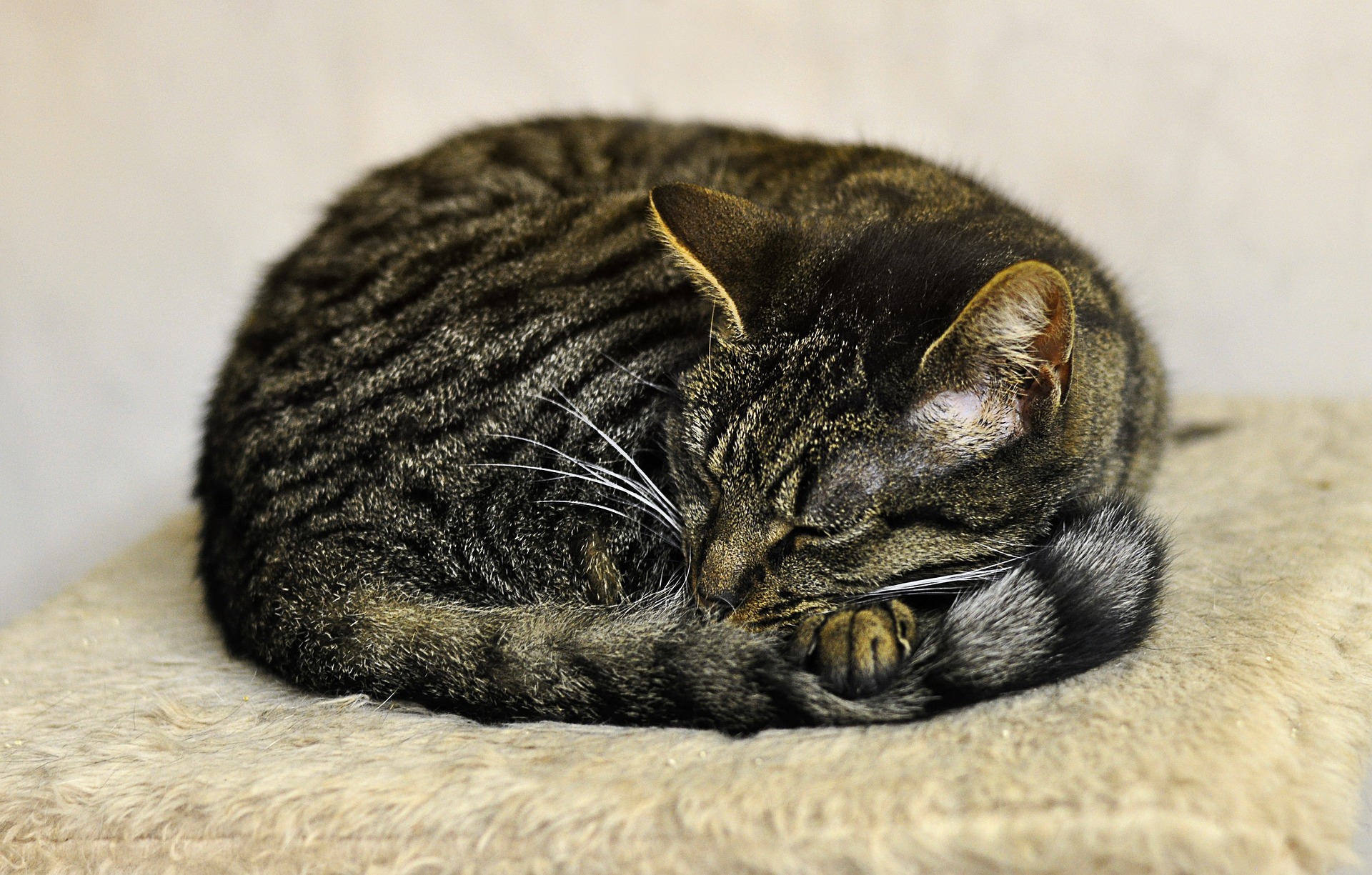 Why is my cat quieter than usual? - Vet Help Direct