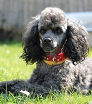 A case of increased thirst – Molly’ story