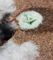 Is chicken and rice the best thing for a dog with a stomach upset?