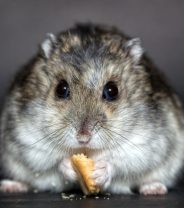 How do I choose the best diet for pet hamsters and gerbils? 