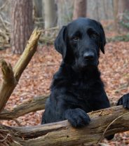 Case Study: Chocolate Toxicity in Two Dogs
