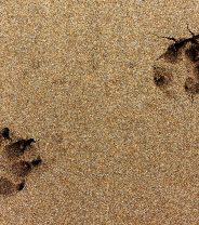 Why does my dog follow me?