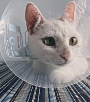 Does my cat have a fever?