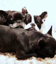 The Kennel Club - A Force for Good? Or Profiteers from Poorly Puppies?