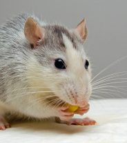 Why does my rat have a head tilt?