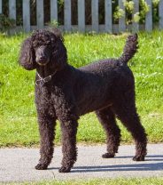 What tests are done for Cushing’s and Addison’s in dogs? 