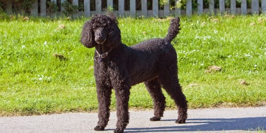 “martha” standard poodle