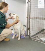 How much does a Veterinary Nurse earn in the UK? 