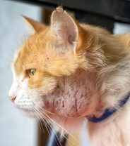 When is a cat’s wound an emergency? 