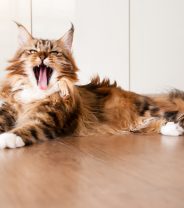 Do Maine coons make good pets?