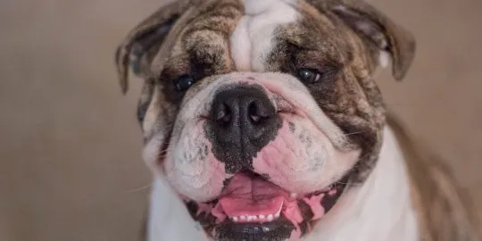 English Bulldog