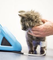 Why do cats get high blood pressure?