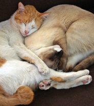 Do cats have a dominance hierarchy?