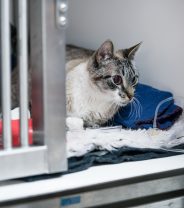 Not just 'Fluid on the chest' - all about pleural effusions in pets 