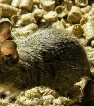 Do degus make good pets?
