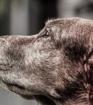 Taking on an older dog – 6 dos and don’ts