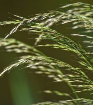 Why are grass seeds dangerous for dogs?