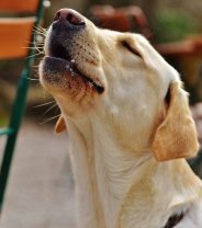 Why do dogs howl?