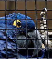 Is it right to keep pet birds in cages?