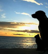 What to do when your dog dies