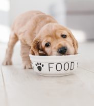 How Safe Is Pet Food Really? Understanding regulations and risks in the UK Pet Food Industry  