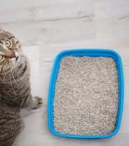 Why doesn’t my cat like his litter tray? 