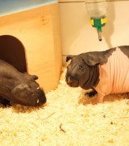 Do Skinny Pigs Make Good Pets?