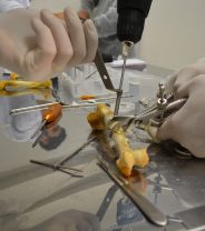 Pins, Plates and Screws – What’s the Vet Doing When They Repair Broken Bones?