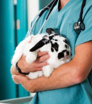 Case Story: A rabbit with bladder stones