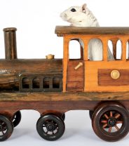 What toys are best for rats?