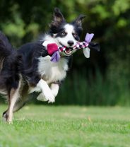 Do border collies make good pets?