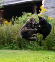 Why does my cat keep getting into cat fights? 