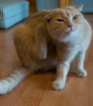 Do cats get atopy?