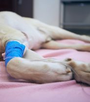What's the modern treatment for parvovirus in dogs?