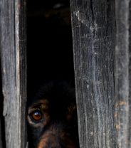 Why is my dog so frightened?
