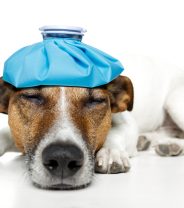 Can dogs get encephalitis? 