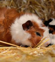 Guinea pig gifts - how to provide the ultimate gift of enrichment for your pet 