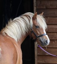 How much land do I need for a pony?