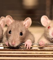 Can you castrate a rat?