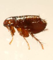 Do Rabbits Get Fleas?