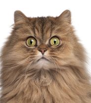 Do Persian cats make good pets?