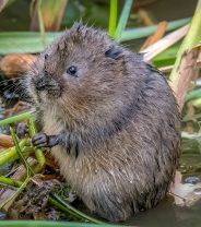 Is any wildlife in the UK endangered?